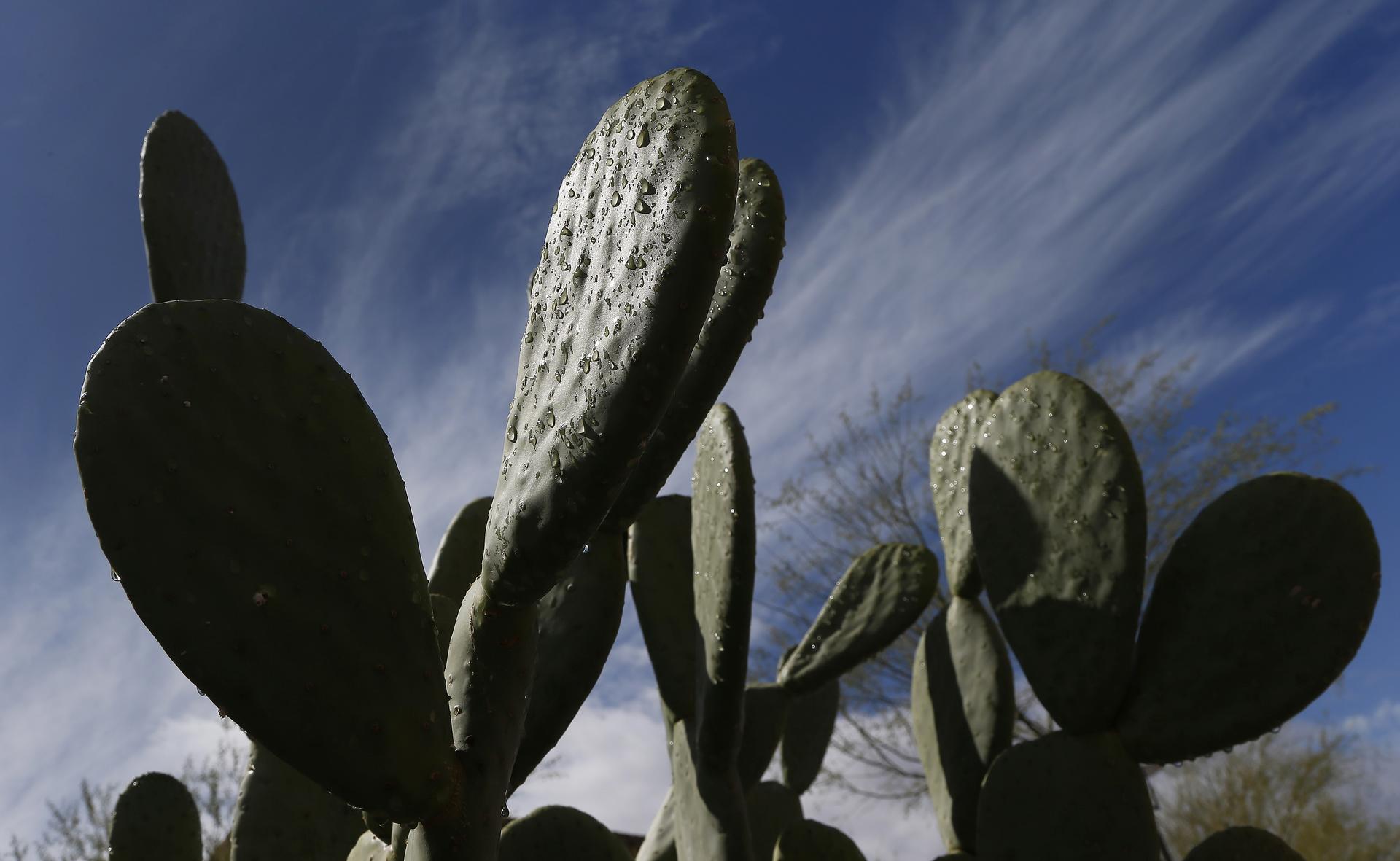 Cacti in Arizona