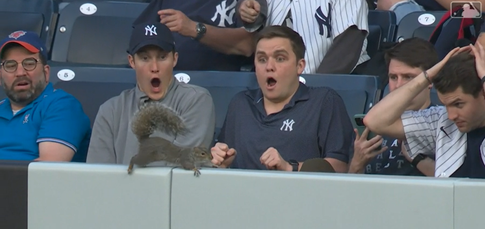 Yankee Stadium squirrel