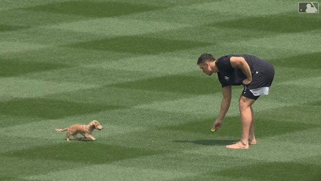 An animated gif of Aaron Judge tossing a ball and a puppy looking up at him rather than chasing it